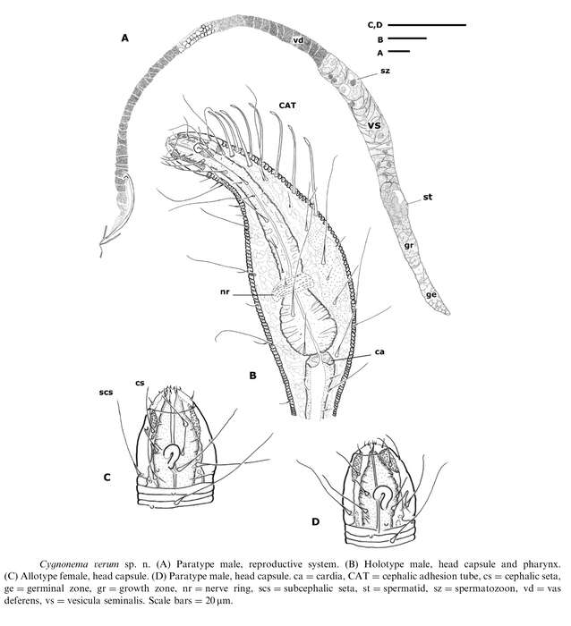 Image of Cygnonema verum Raes, Decraemer & Vanreusel 2006