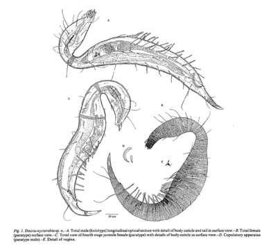 Imagem de Dinetia nycterobia Decraemer & Gourbault 1997