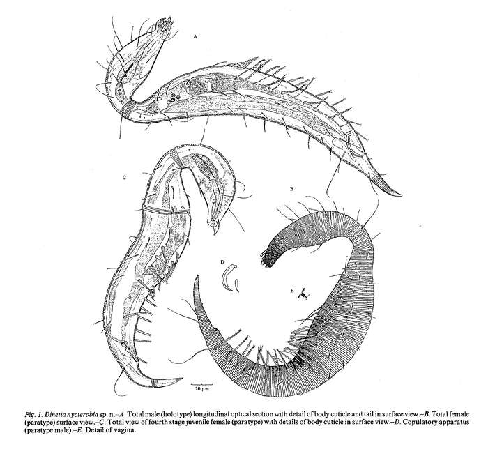 Image of Dinetia nycterobia Decraemer & Gourbault 1997