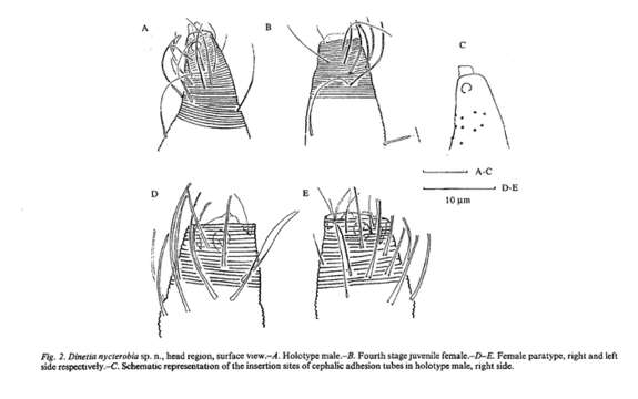 Imagem de Dinetia nycterobia Decraemer & Gourbault 1997