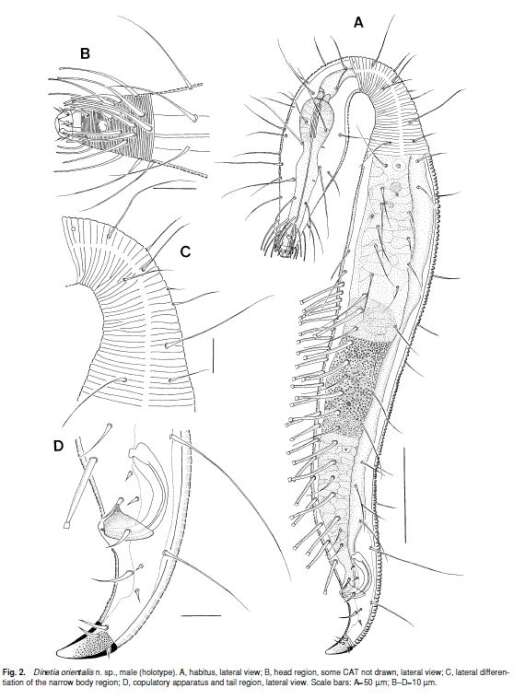 Image of Dinetia orientalis Rho & Kim 2005