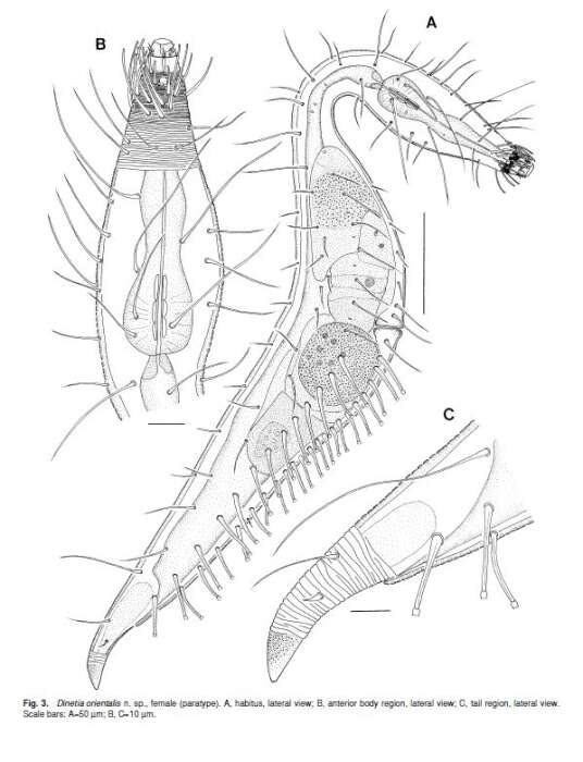 Image de Dinetia orientalis Rho & Kim 2005