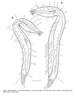 Image de Dinetia orientalis Rho & Kim 2005