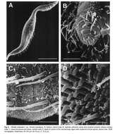 Image de Dinetia orientalis Rho & Kim 2005