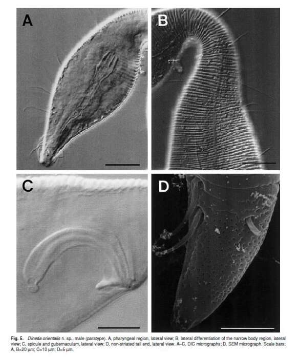 Image de Dinetia orientalis Rho & Kim 2005