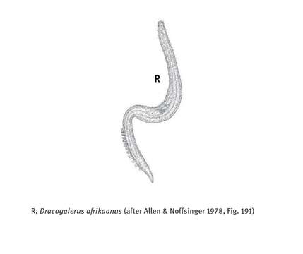 Sivun Dracogalerus Allen & Noffsinger 1978 kuva