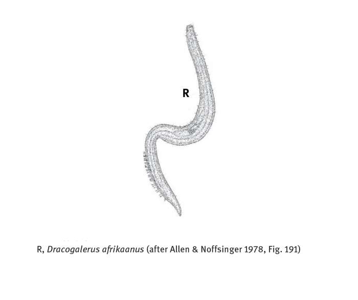 Image of Dracogalerus Allen & Noffsinger 1978