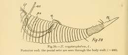 Image de Dracogalerus cryptocephalus (Irwin-Smith 1918) Allen & Noffsinger 1978