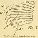 Sivun Dracogalerus cryptocephalus (Irwin-Smith 1918) Allen & Noffsinger 1978 kuva