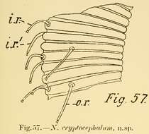 Image de Dracogalerus cryptocephalus (Irwin-Smith 1918) Allen & Noffsinger 1978