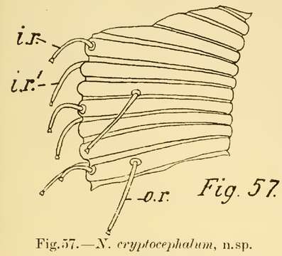 Imagem de Dracogalerus cryptocephalus (Irwin-Smith 1918) Allen & Noffsinger 1978