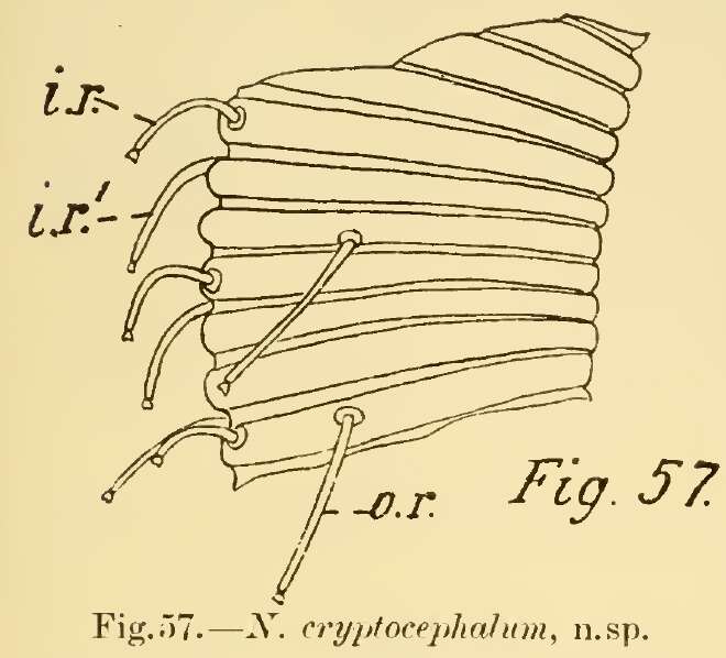 Image de Dracogalerus cryptocephalus (Irwin-Smith 1918) Allen & Noffsinger 1978