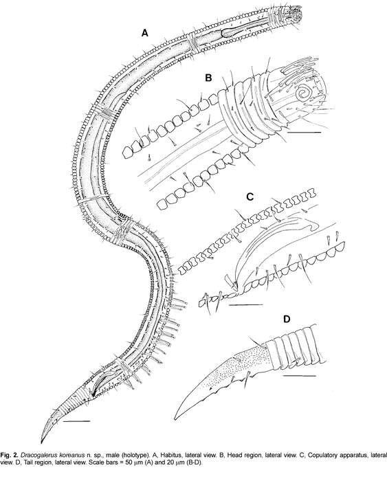 Image de Dracogalerus koreanus Rho & Kim 2005