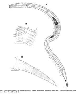 Imagem de Dracogalerus koreanus Rho & Kim 2005