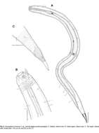 Image de Dracogalerus koreanus Rho & Kim 2005