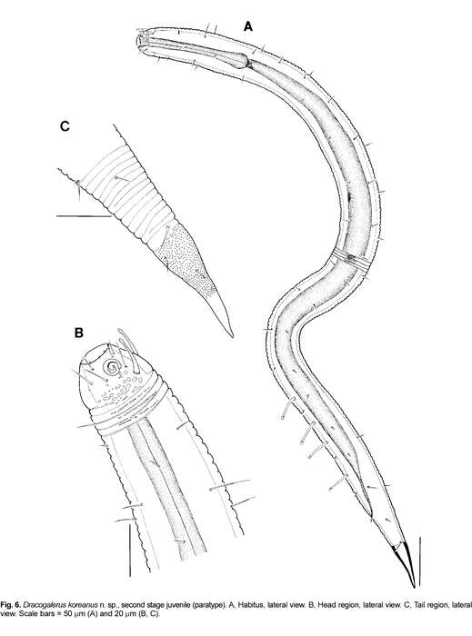 Image de Dracogalerus koreanus Rho & Kim 2005