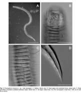 Image of Dracogalerus koreanus Rho & Kim 2005