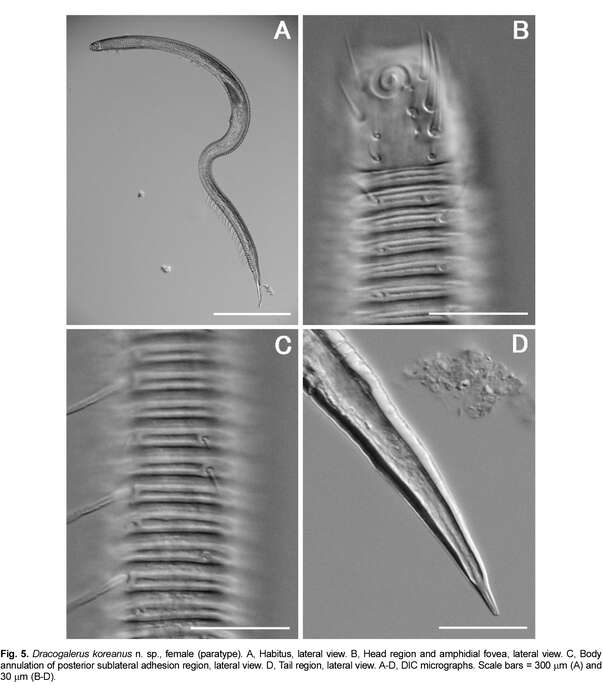 Image de Dracogalerus koreanus Rho & Kim 2005