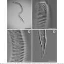 Image of Dracogalerus koreanus Rho & Kim 2005