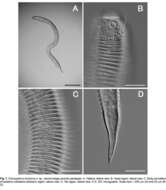 Image de Dracogalerus koreanus Rho & Kim 2005