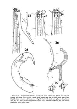 Image of Eurystomina Filipjev 1921