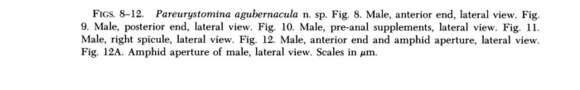 Image of Pareurystomina Micoletzky & Kreis 1930