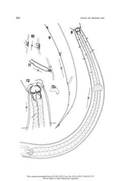 Image of Pareurystomina Micoletzky & Kreis 1930