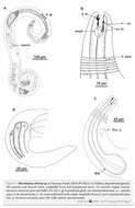 Image of Microlaimus vitorius Lima, Neres & Esteves 2022