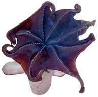 Image of Dumbo octopus