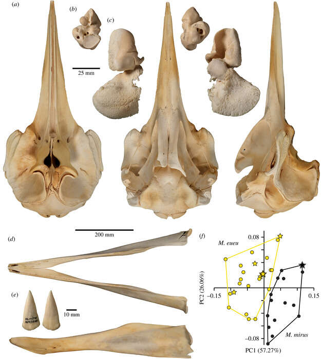 Image of Hyperoodontinae