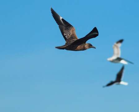 Image of Great Skua