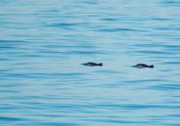 Image of porpoises