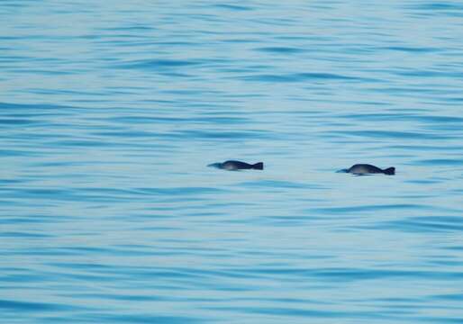 Image of Common porpoises