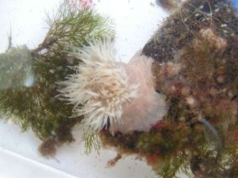 Image of brown sea anemone