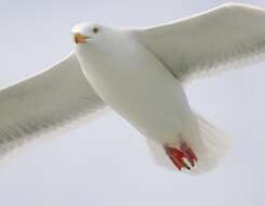 Imagem de Larus argentatus Pontoppidan 1763