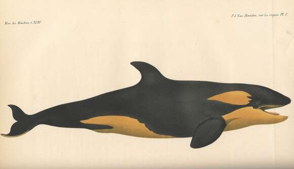 Image of killer whale