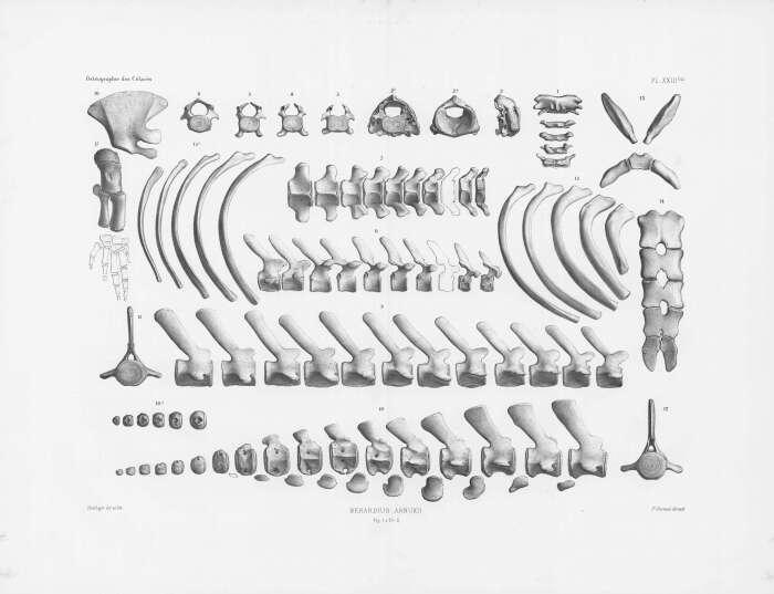 Plancia ëd Berardius arnuxii Duvernoy 1851