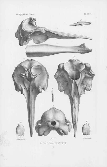 Plancia ëd Mesoplodon europaeus (Gervais 1855)