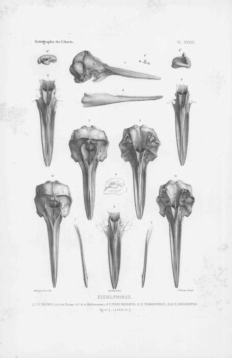 Plancia ëd Delphinus delphis Linnaeus 1758