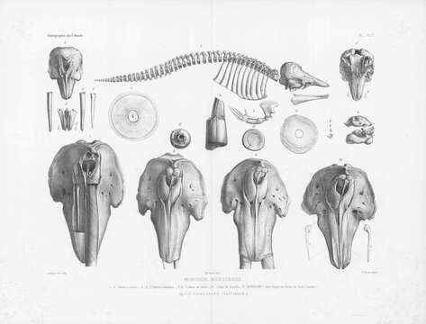 Image de Monodon Linnaeus 1758