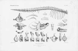 Plancia ëd Orcinus Fitzinger 1860