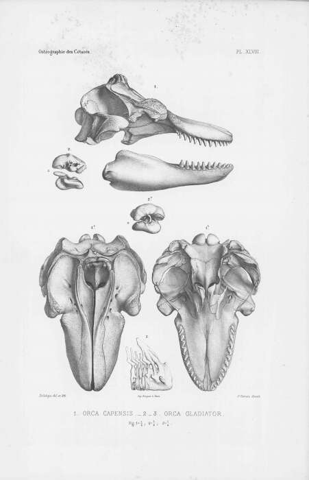 Слика од Orcinus Fitzinger 1860