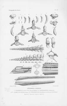 Слика од Delphinus Linnaeus 1758