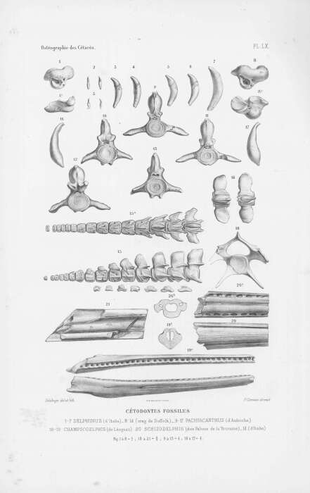 Plancia ëd Delphinus Linnaeus 1758
