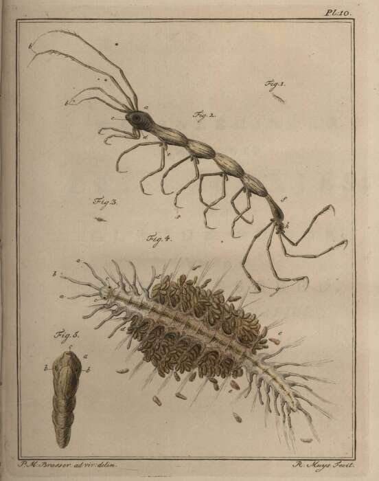 Image of Phtisica Slabber 1769
