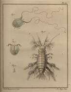 Sivun Haustorius Müller 1775 kuva