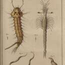 Image of Mesopodopsis slabberi (Van Beneden 1861)
