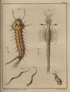 Image de Mesopodopsis slabberi (Van Beneden 1861)