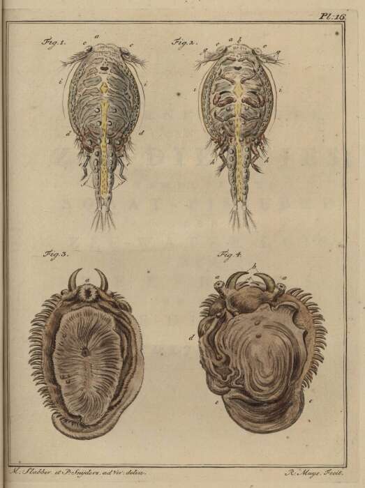 Image of sea lice