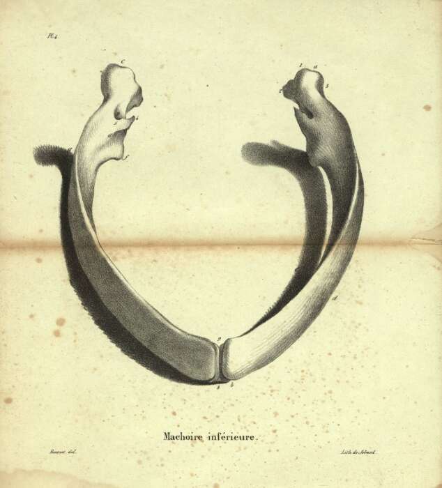 Plancia ëd Balaenoptera musculus (Linnaeus 1758)